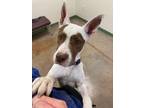 Adopt Dolly a Pit Bull Terrier