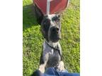 Adopt PINTO a Australian Cattle Dog / Blue Heeler