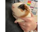 Adopt Morpeko a Guinea Pig