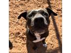 Adopt Lilac a American Staffordshire Terrier