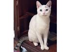 Adopt Mrs. Bigglesworth a British Shorthair