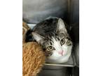 Adopt Mali a Domestic Short Hair