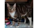 Adopt Polka a Domestic Short Hair