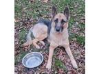 Adopt Heavenly a German Shepherd Dog