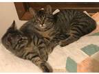 Adopt Mary and Mickey a Domestic Short Hair