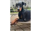 Adopt Mako 3174 a Doberman Pinscher