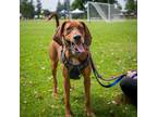 Adopt Tilly - Claremont Location a Redbone Coonhound