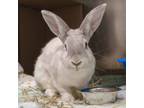 Adopt Vixen a Bunny Rabbit