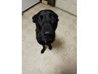 Adopt Dorian's Princess a Labrador Retriever