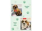 Adopt Daisy & Sapa (Bonded Pair) a Dachshund, Jack Russell Terrier