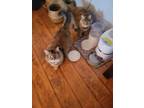 Adopt Phoebe & Phonia (Courtesy Post) a Torbie