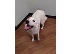 Adopt Snow White J a Great Pyrenees, Golden Retriever