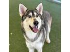 Adopt Nava J a Husky, Irish Wolfhound