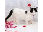 Adopt Trixie a Domestic Short Hair