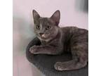 Adopt Fanta a Domestic Short Hair