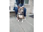 Adopt Sky a Pit Bull Terrier