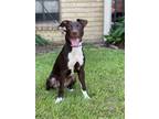 Adopt Kona a American Staffordshire Terrier, Chocolate Labrador Retriever