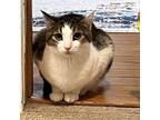 Adopt Willow a Domestic Short Hair