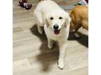 Adopt Ginger a Golden Retriever