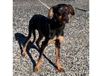 Adopt Mugi a Doberman Pinscher, Mixed Breed