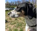 Adopt Daisy (Nellie) a English Coonhound, Hound