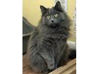 Adopt Storm a Domestic Short Hair