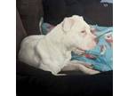 Adopt Molly a Pit Bull Terrier