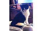 Adopt Panda a Domestic Short Hair