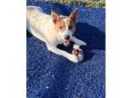 Adopt Karli a Australian Cattle Dog / Blue Heeler