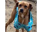 Adopt Bernice a Rhodesian Ridgeback