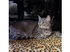 Adopt Lacey a Tabby
