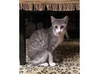 Adopt Midge a Tabby