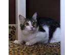 Adopt Harriet a Tabby