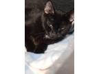 Adopt Noir a Domestic Short Hair