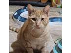 Adopt Judy (with Juliet) a Domestic Short Hair