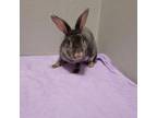 Adopt Clover a Mini Rex