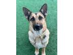 Adopt Lucy a German Shepherd Dog