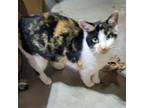 Adopt Mouse a Domestic Short Hair