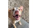 Adopt Mia a Pit Bull Terrier