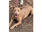 Adopt Lola a American Staffordshire Terrier, Hound