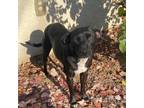 Adopt Darling a Labrador Retriever, Feist