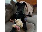 Adopt Augusta a Great Dane, Black Labrador Retriever