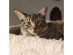 Adopt Peanut a Domestic Long Hair