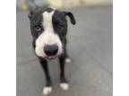 Adopt Kissy a American Staffordshire Terrier