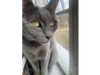 Adopt Sapphire a Russian Blue