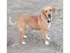 Adopt Jade a Redbone Coonhound, Labrador Retriever
