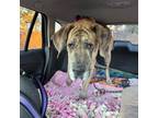 Adopt Mavis a Great Dane