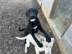 Adopt Mocha a Black Labrador Retriever, Pit Bull Terrier