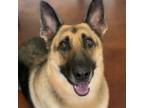 Adopt Zoe a German Shepherd Dog