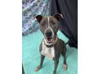 Adopt Ada a Greyhound, American Staffordshire Terrier